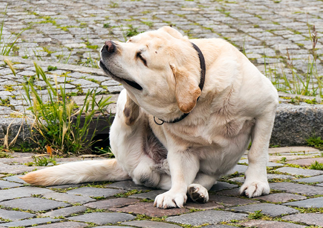 How to Manage Pet Allergies