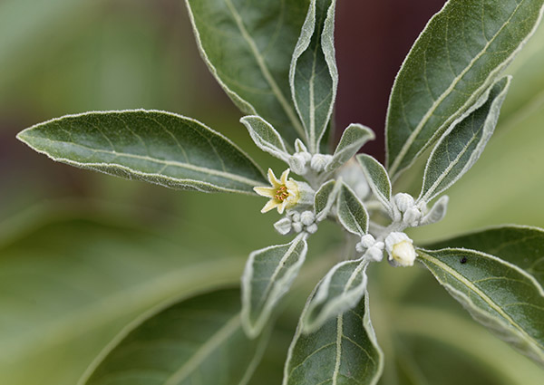 Adaptogens: What are They and How Do They Help Mental Health?